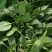 大叶菠菜15公分左右，小棵菠菜马上上市支持各种包装包邮