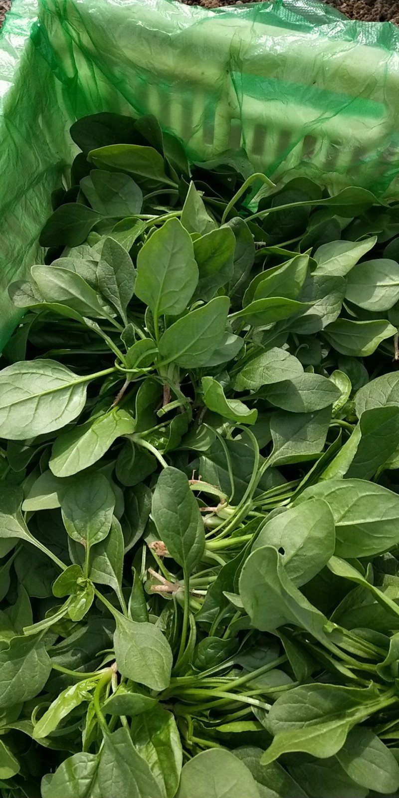 大叶菠菜15公分左右，小棵菠菜马上上市支持各种包装包邮