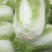 白菜大量上市需要的客户抓紧联系