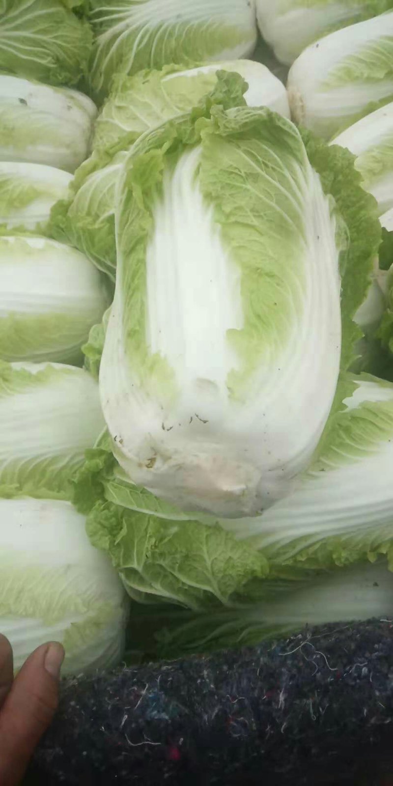 白菜大量上市需要的客户抓紧联系