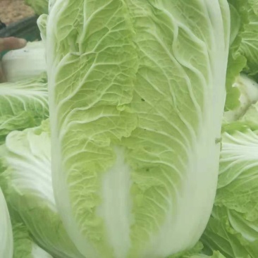 白菜大量上市需要的客户抓紧联系