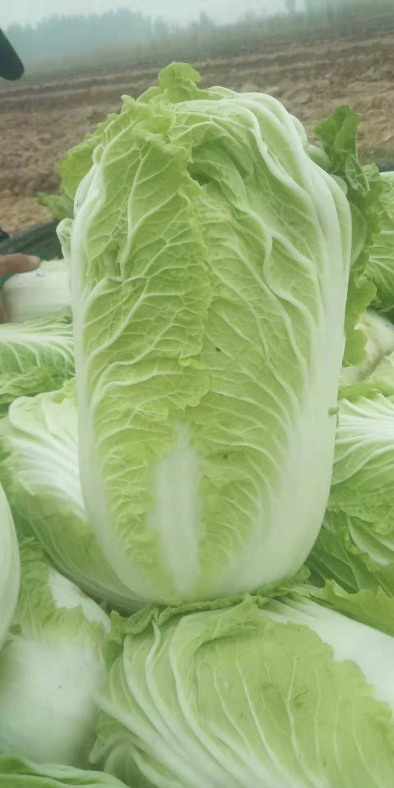 白菜大量上市需要的客户抓紧联系