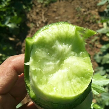 青萝卜1-1.5斤萝卜水果萝卜冷库储存精品