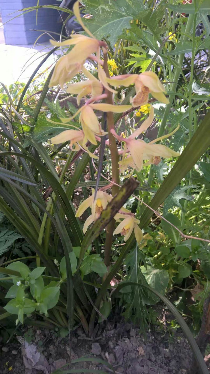 野生下山兰花