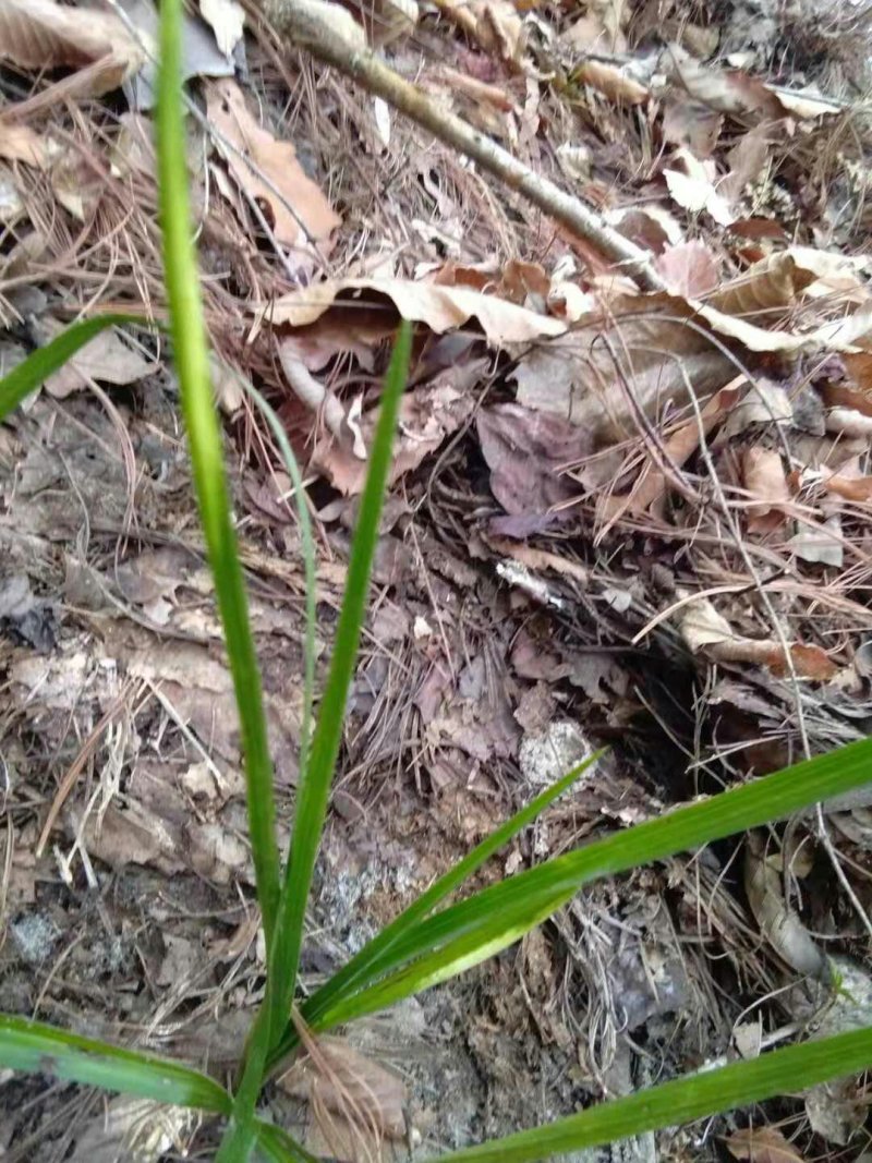 野生下山兰花