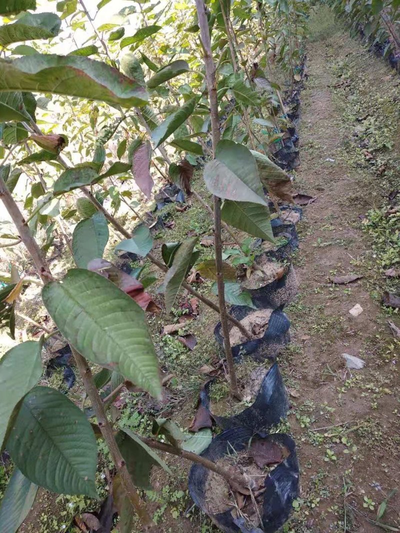 大樱桃苗
