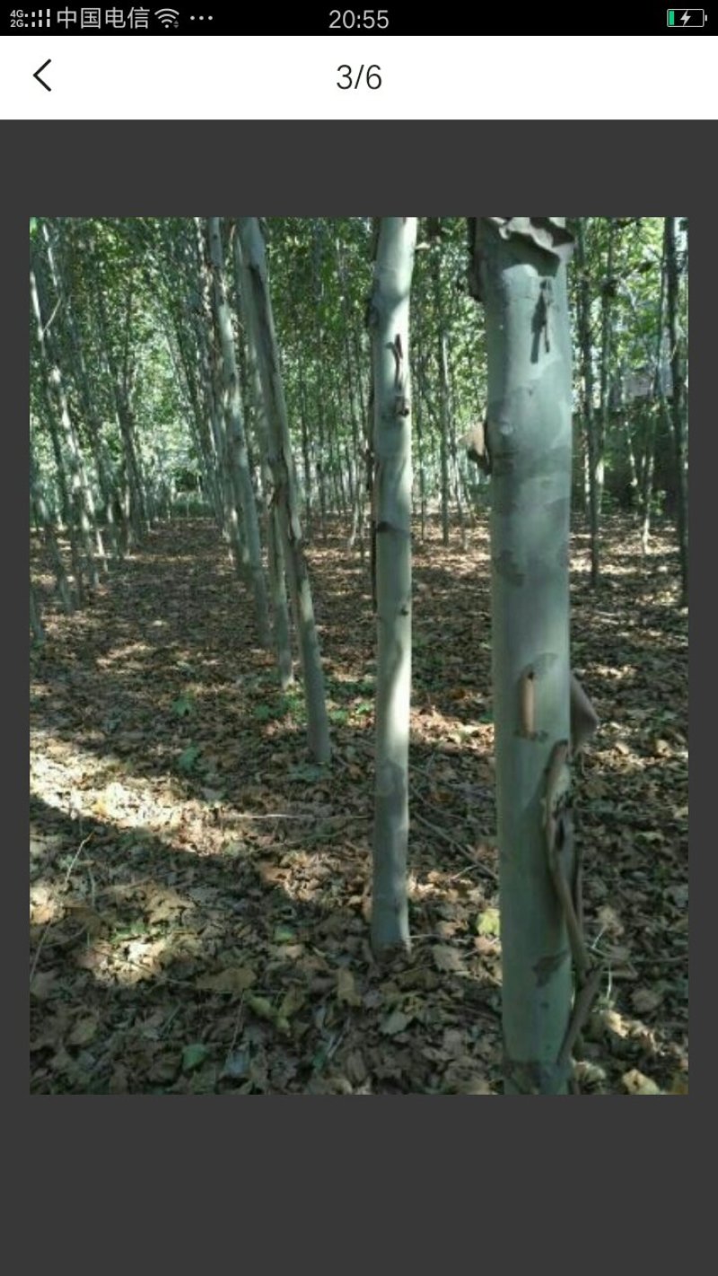 法桐