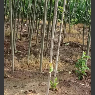 法桐