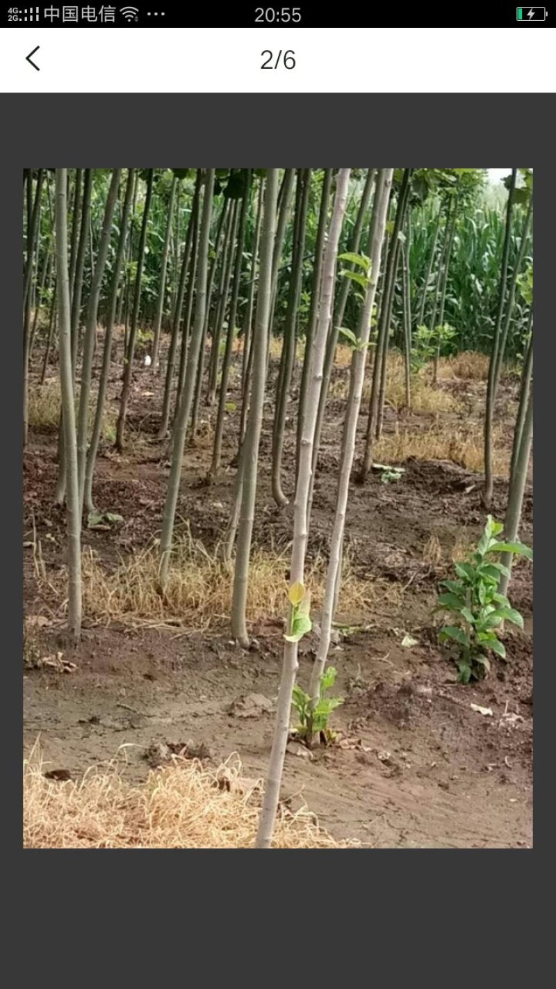 法桐