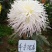 ★独本菊★菊花盆景★展会菊★价位便宜★产地直销