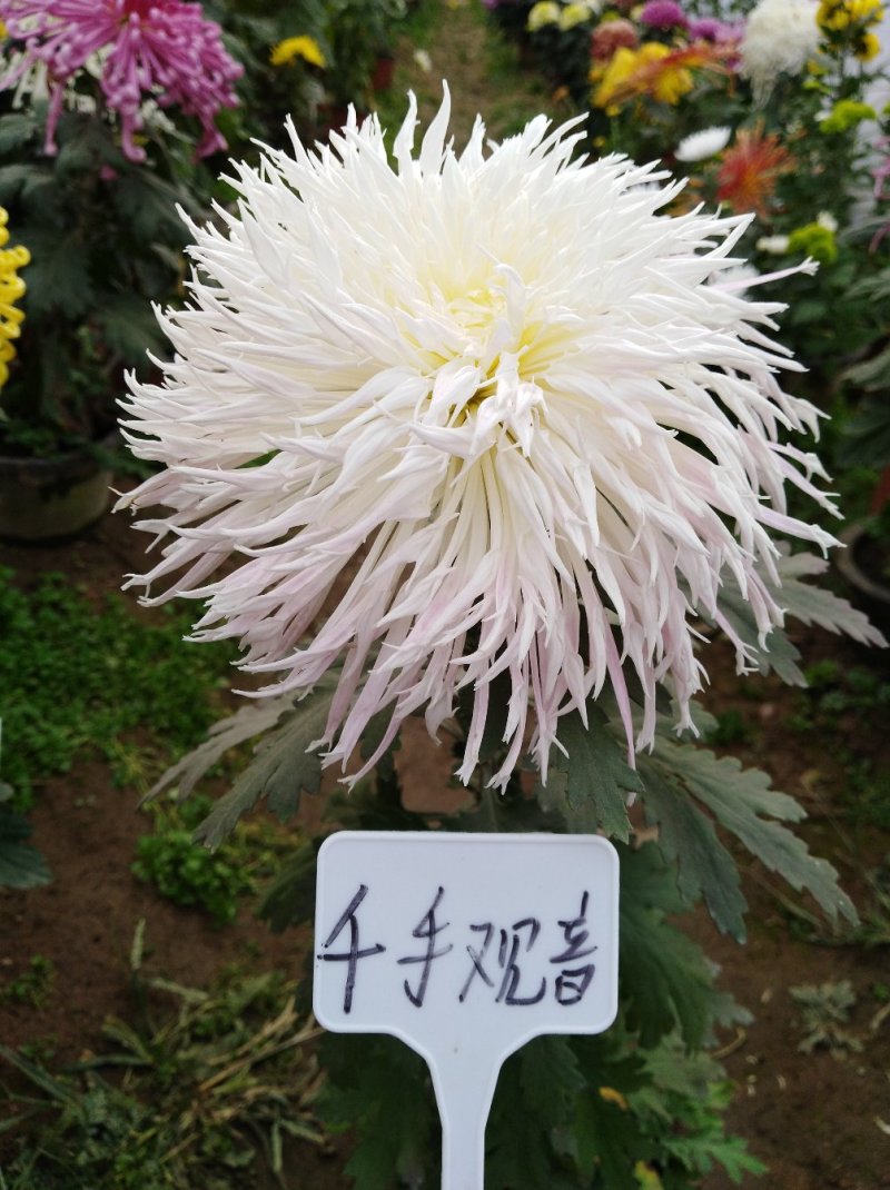 ★独本菊★菊花盆景★展会菊★价位便宜★产地直销