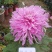 ★独本菊★菊花盆景★展会菊★价位便宜★产地直销