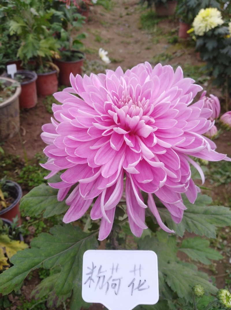 ★独本菊★菊花盆景★展会菊★价位便宜★产地直销