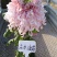 ★独本菊★菊花盆景★展会菊★价位便宜★产地直销