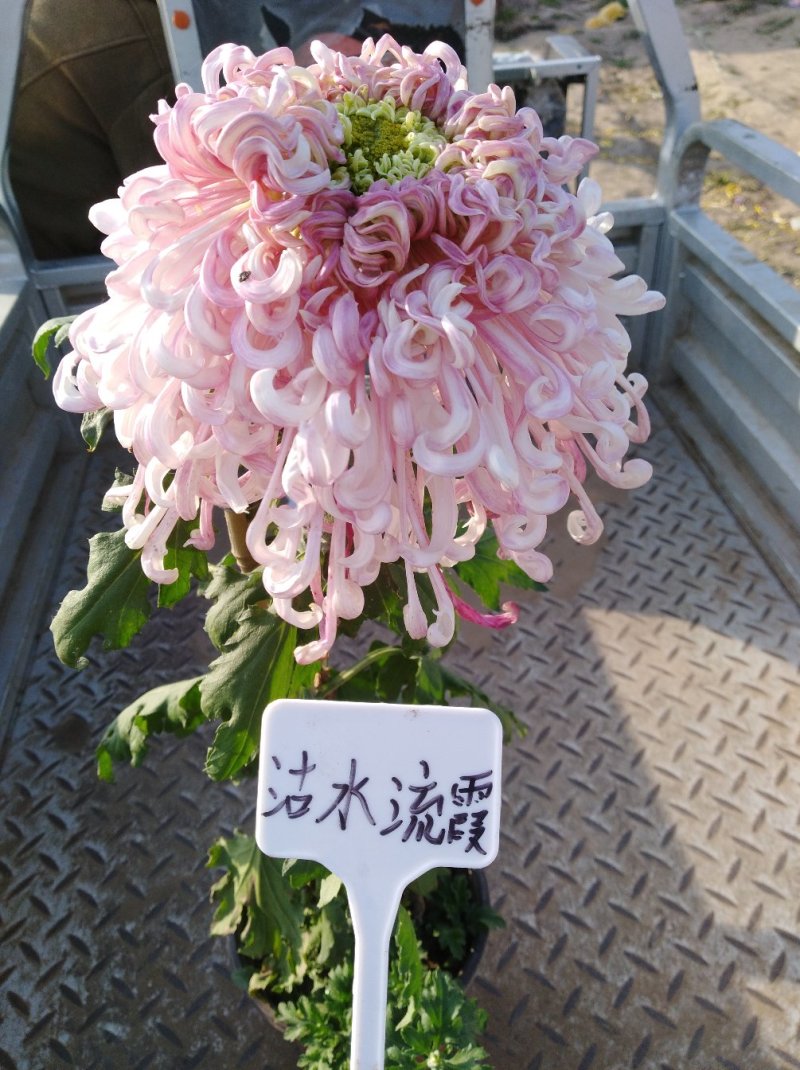 ★独本菊★菊花盆景★展会菊★价位便宜★产地直销