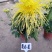 ★独本菊★菊花盆景★展会菊★价位便宜★产地直销