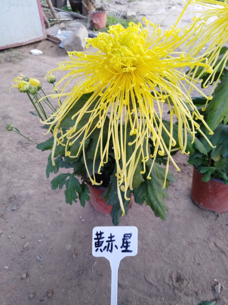 ★独本菊★菊花盆景★展会菊★价位便宜★产地直销