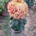 ★独本菊★菊花盆景★展会菊★价位便宜★产地直销