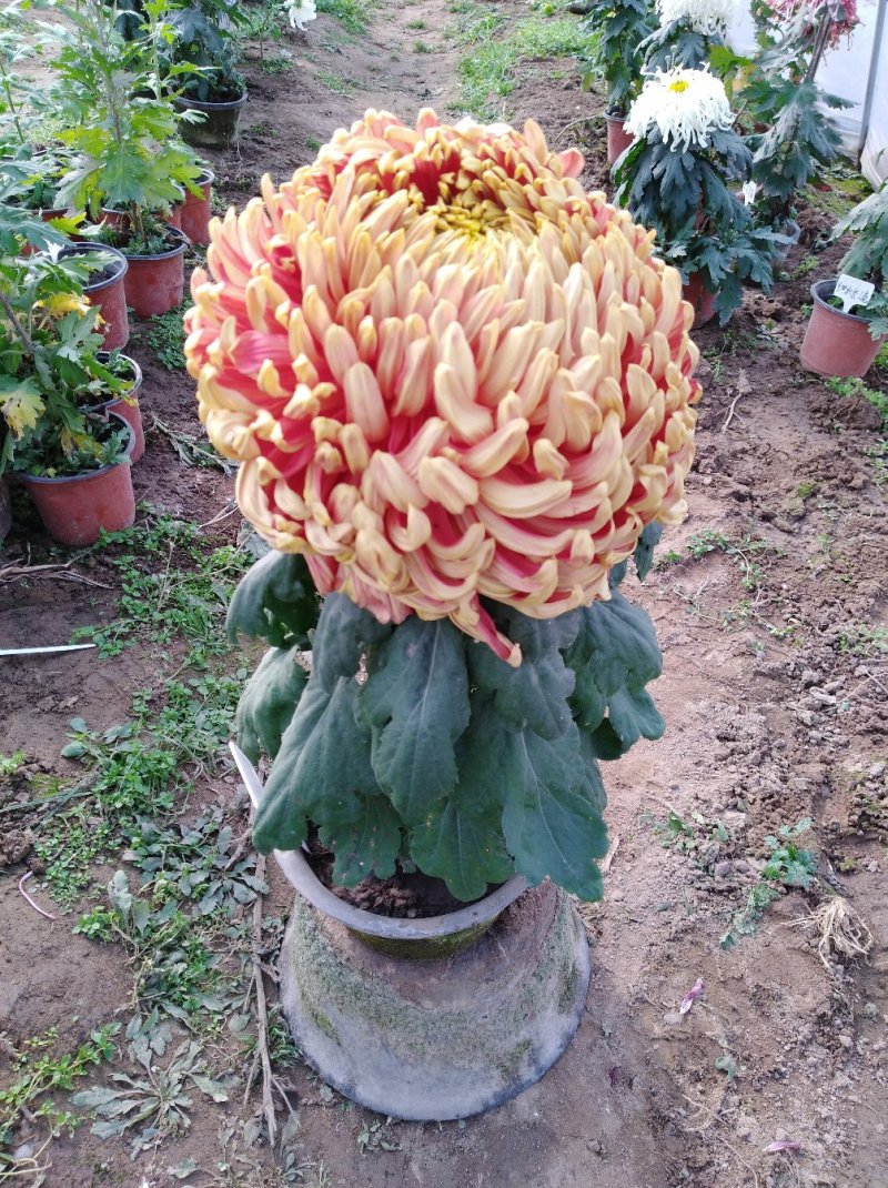 ★独本菊★菊花盆景★展会菊★价位便宜★产地直销