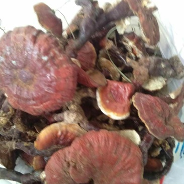 林芝