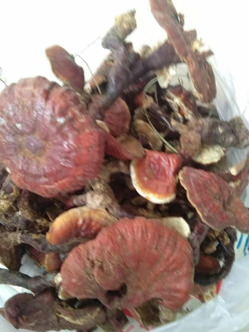 林芝