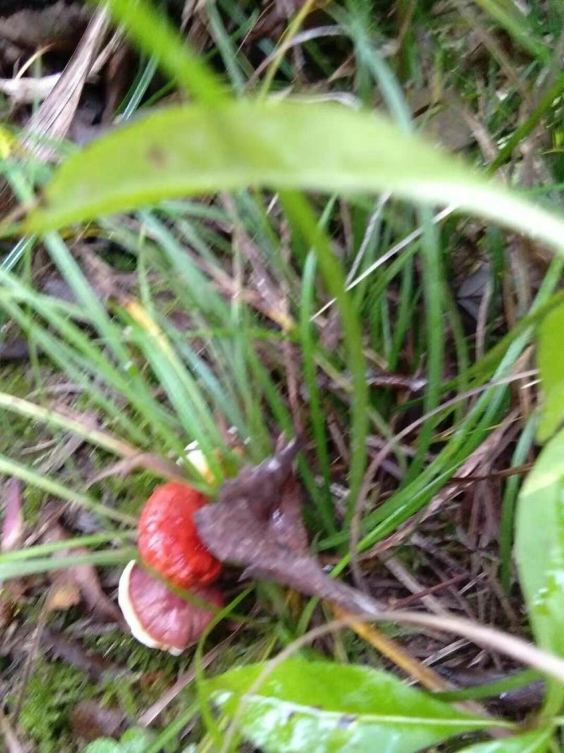 林芝