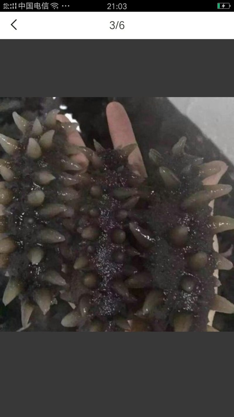 即食海参