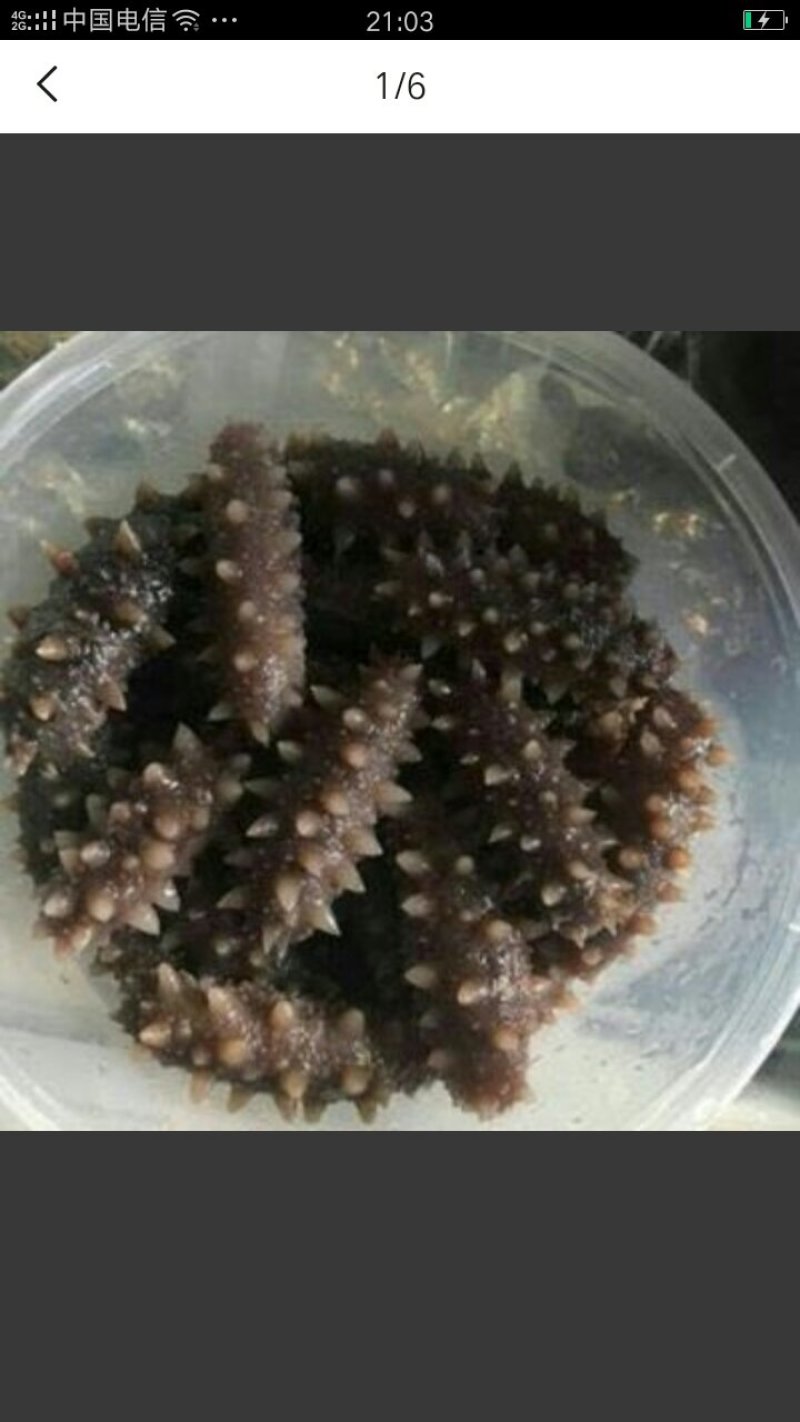 即食海参