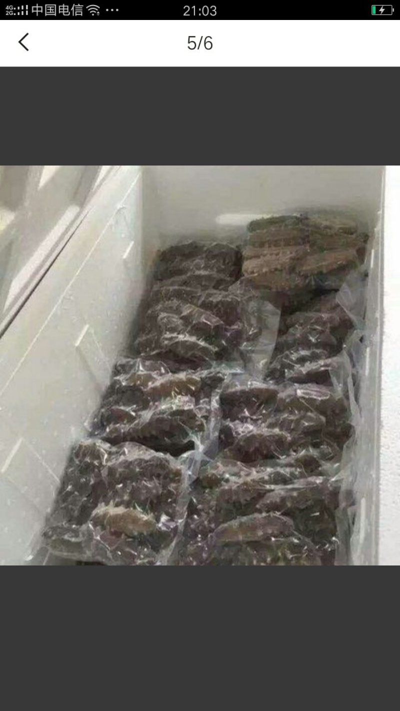 即食海参