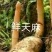 天麻