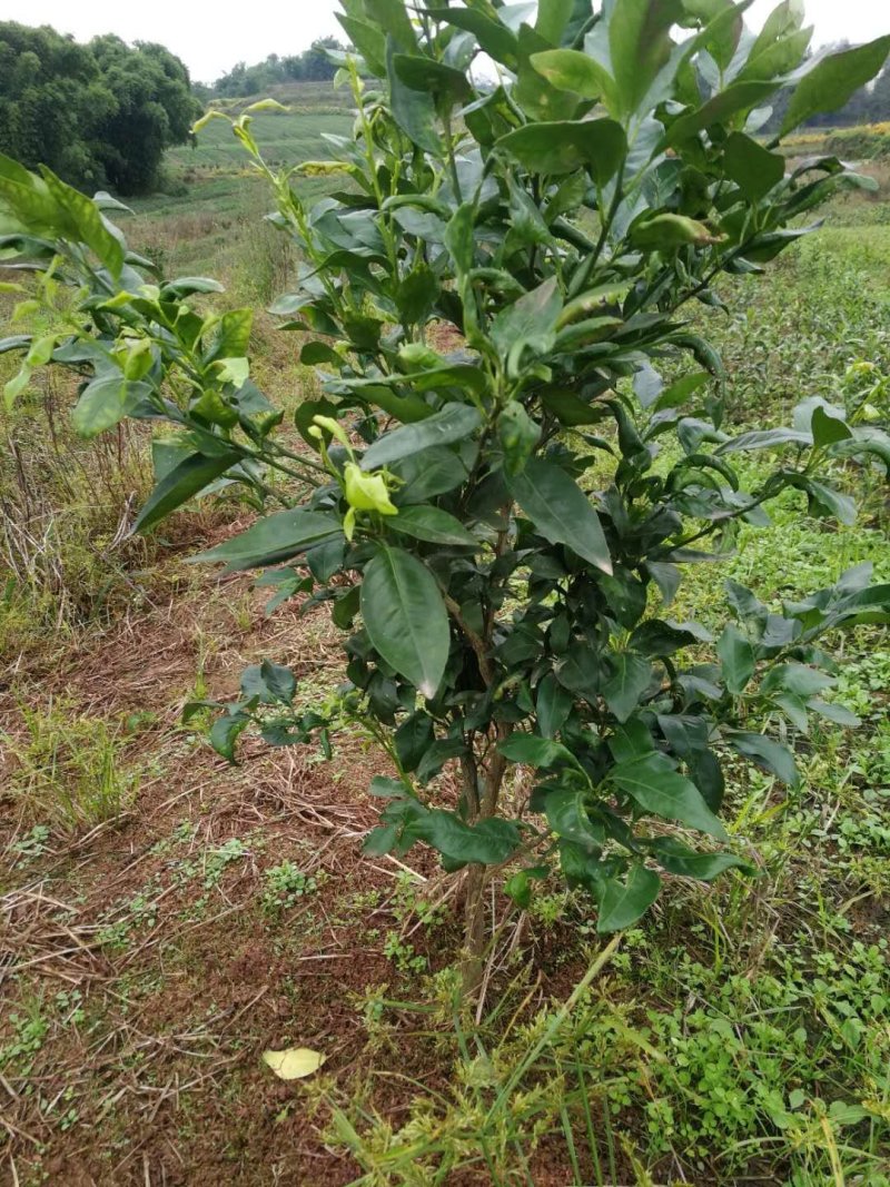 沃柑