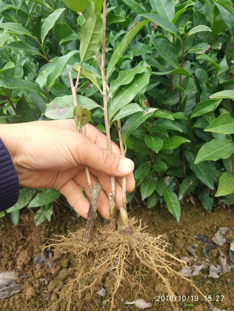 茶苗—蒙山9号茶苗