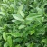茶苗—蒙山9号茶苗