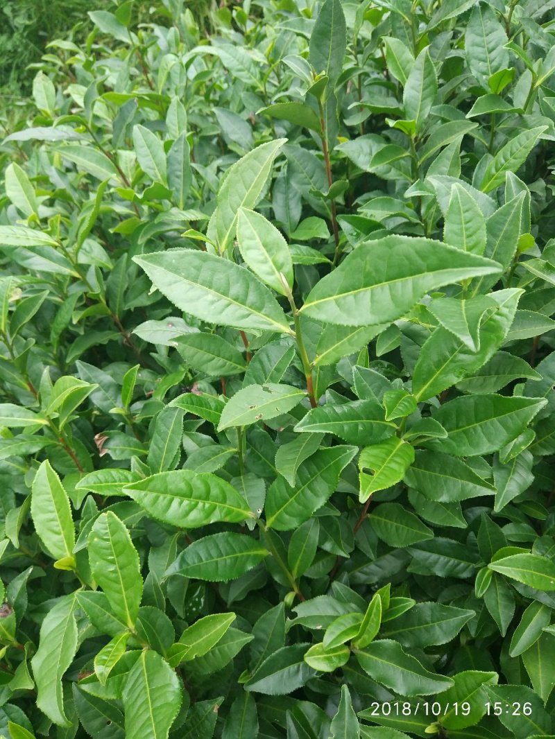 茶苗—蒙山9号茶苗