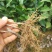 茶苗—蒙山9号茶苗