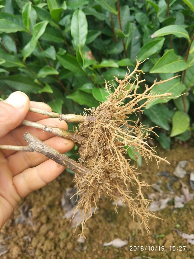 茶苗—蒙山9号茶苗