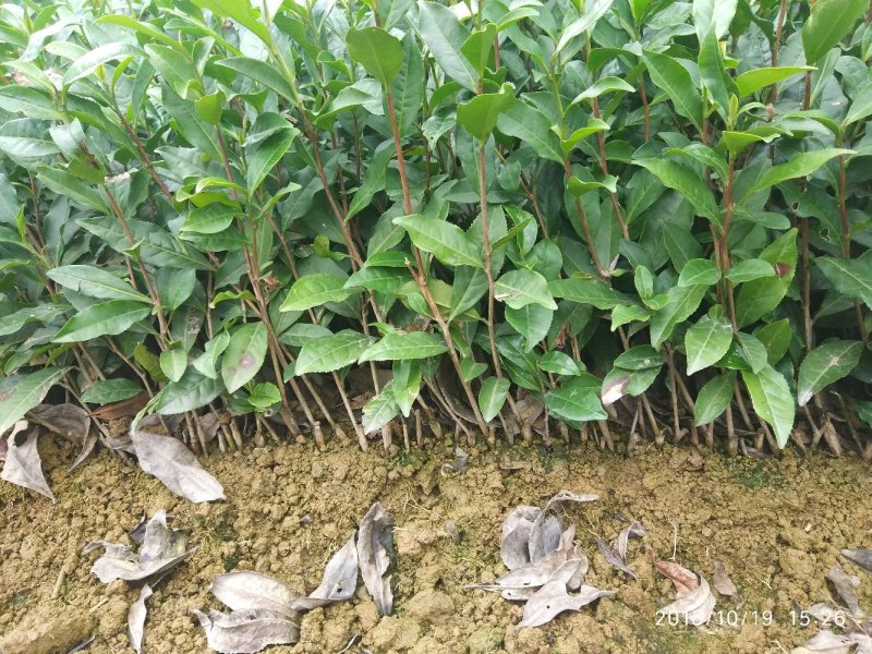 茶苗—蒙山9号茶苗