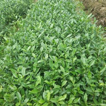 茶苗—蒙山9号茶苗