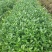 茶苗—蒙山9号茶苗