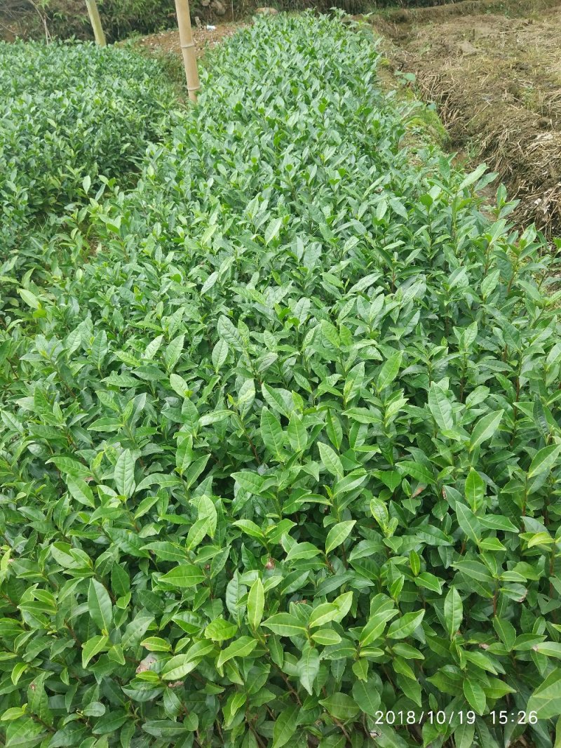 茶苗—蒙山9号茶苗