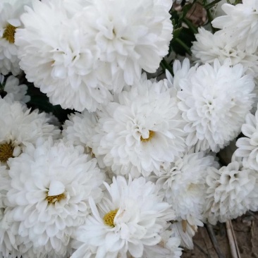 菊花