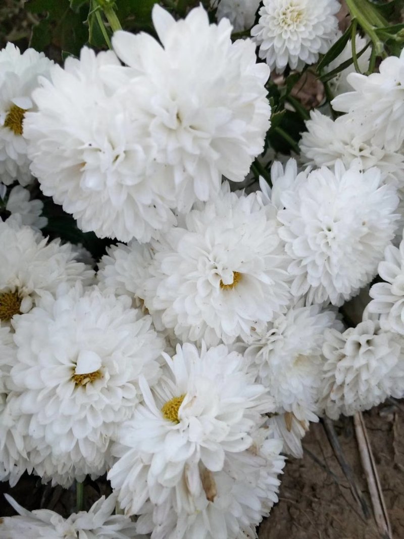 菊花
