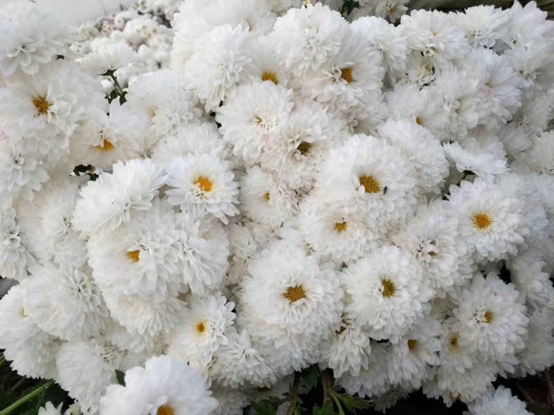 菊花