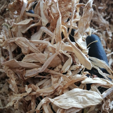 玉簪花