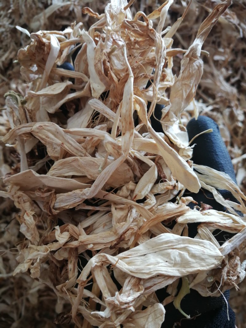 玉簪花