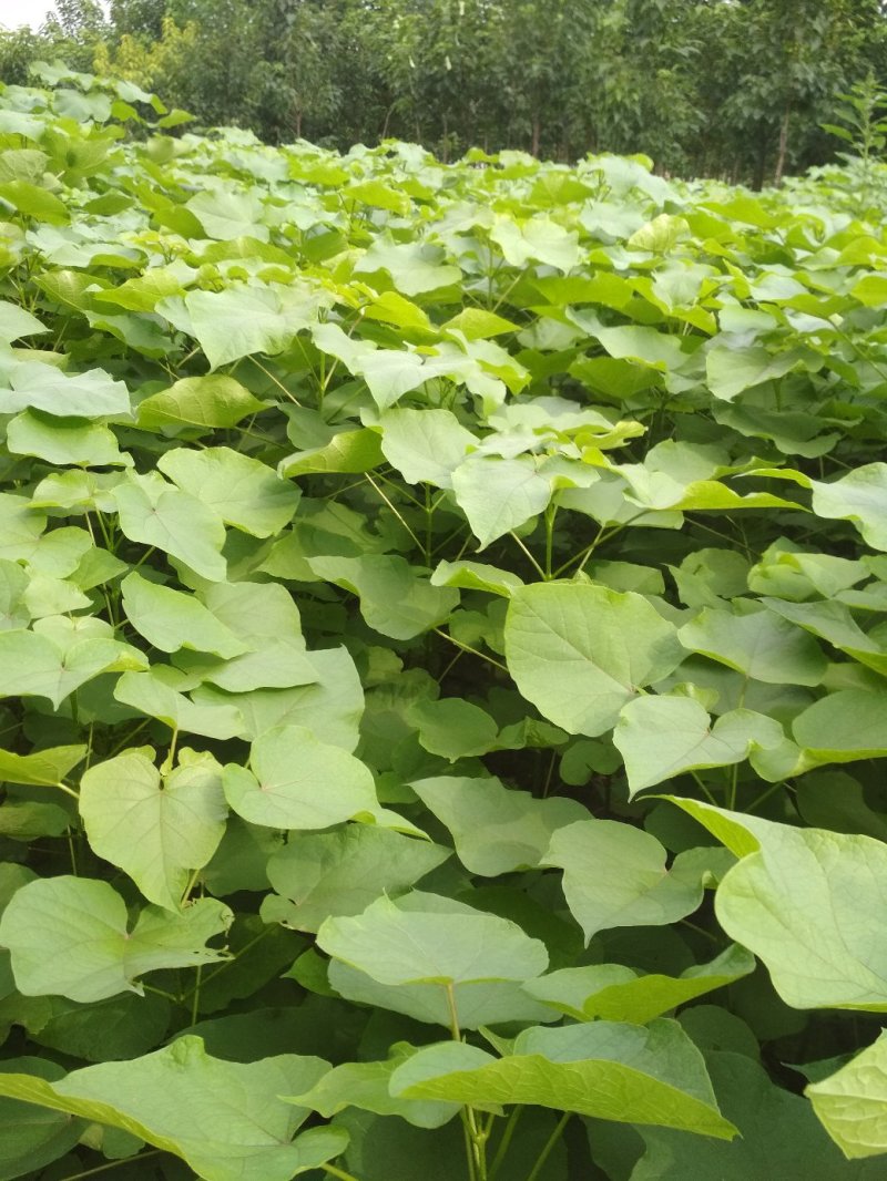 大量供应梓树小苗，