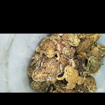蟾蜍