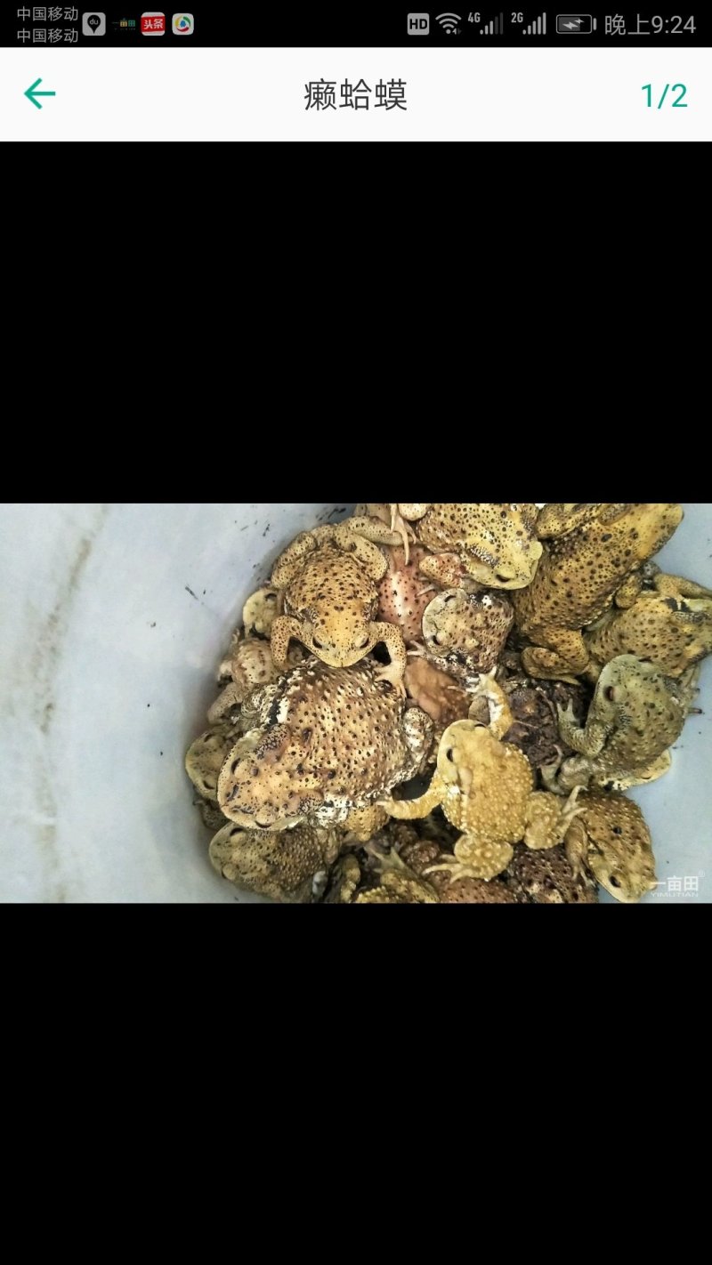 蟾蜍