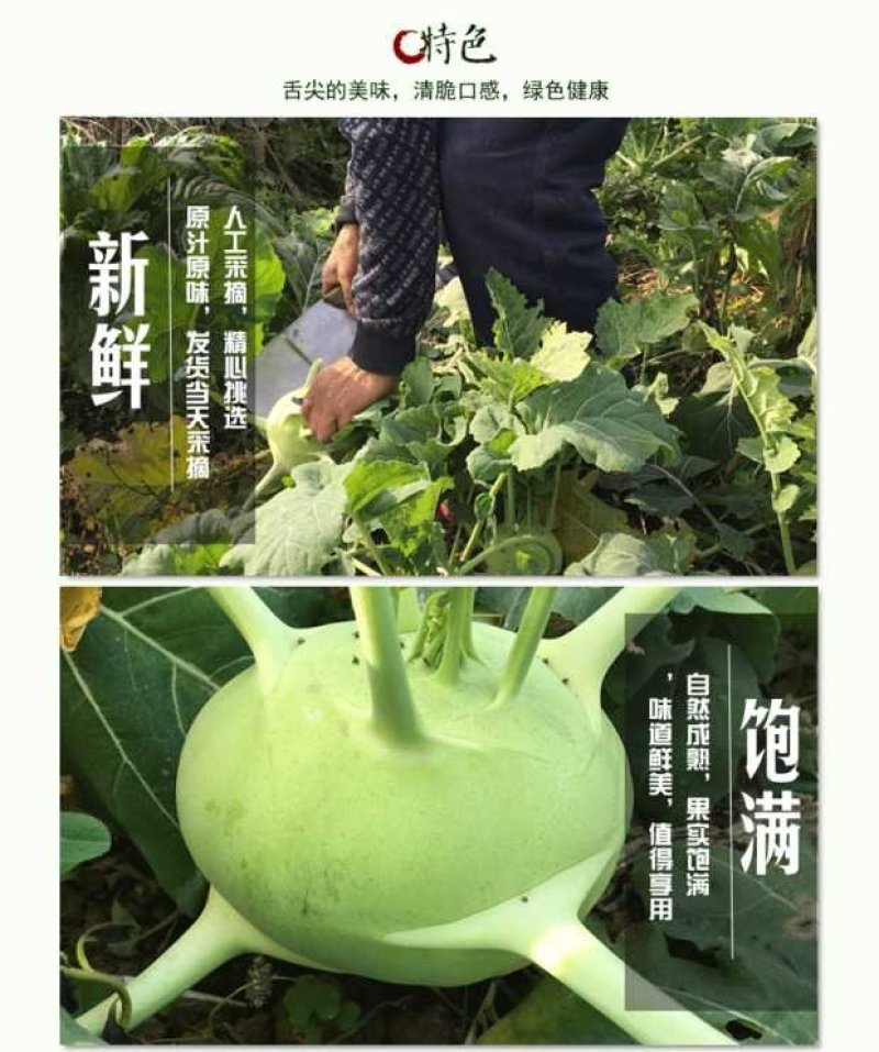 天津特产优质蔬菜新鲜脆嫩苤茢苤蓝土苤茄莲球茎甘蓝
