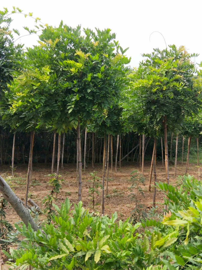 长穗多花紫藤，350亩基地直发，假一赔十，